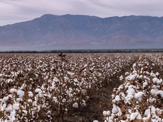 Photo of a cotton field