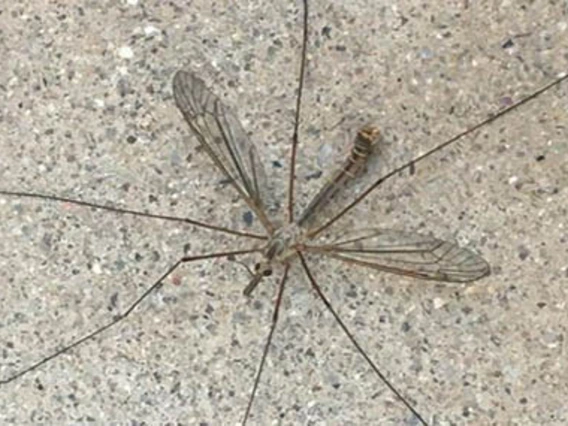 Thin insect with long legs radiating from center of body