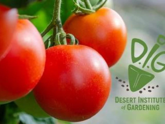 tomatoes with DIG class logo