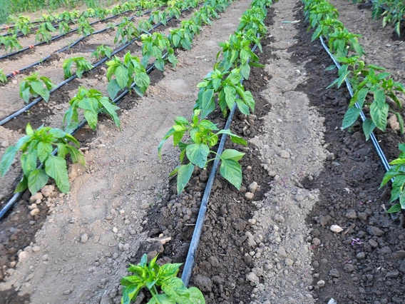 Photo of drip irrigation system