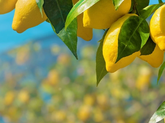 Photo of lemons on a tree