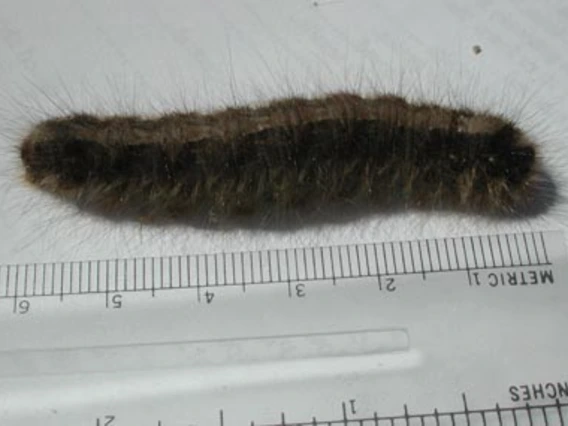 Caterpillar