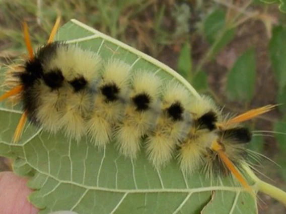 Hairy yellow caterpillar with black stripe down length