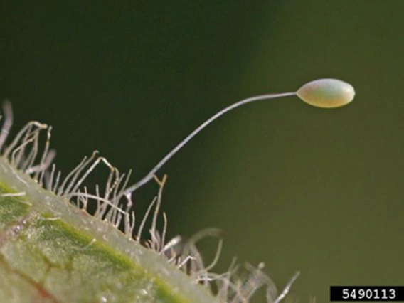 Egg on end of thin filament