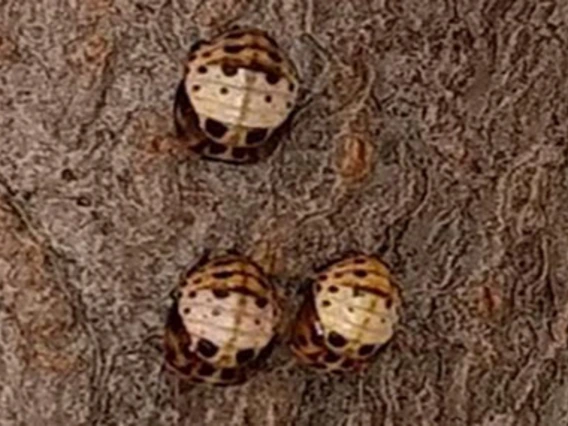 Round, brown and tan beetles