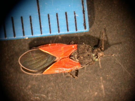 Black bug with red wings