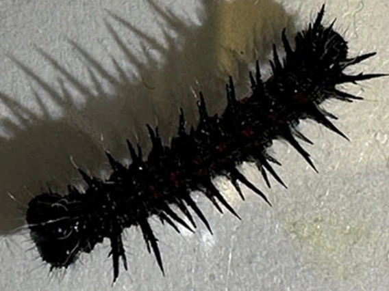 Black caterpillar with spikes along body