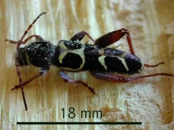 Black adult borer with yellow spots