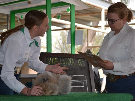 4-H youth showing rabbit to judge