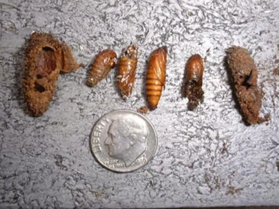 6 borer larvae compared to size of dime 