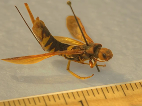 Yellow and black insect, with large wings