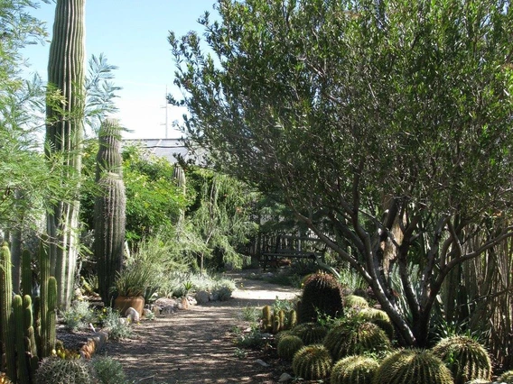 path through cactus garden