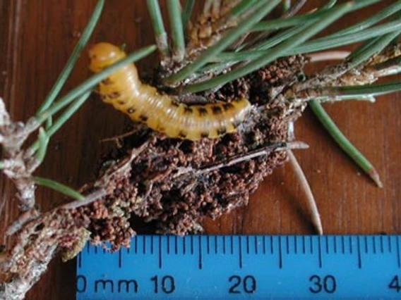 Yellow worm with black spots on pine needles