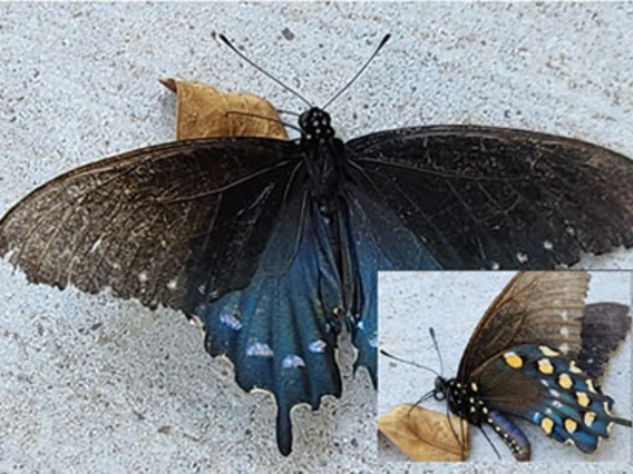 Butterfly with brown and blue wings, yellow spots on blue 