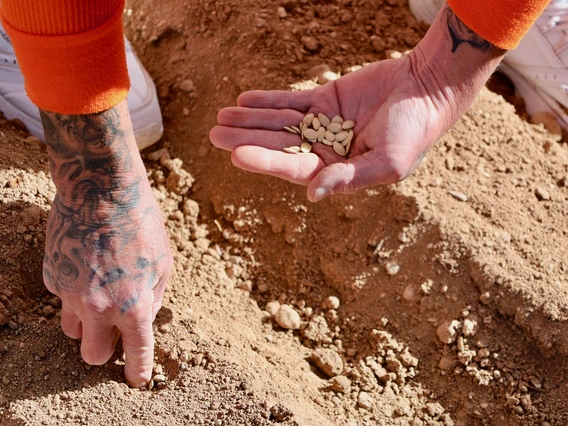 planting seeds by hand in desert soil