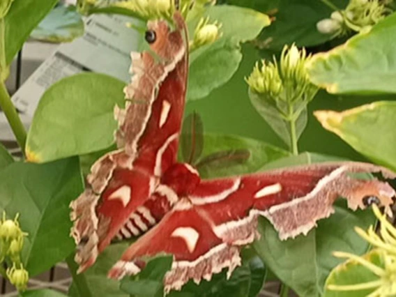 Red moth with tan edges