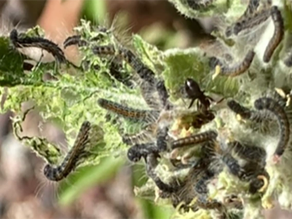 Several black caterpillars on apple tree leaves