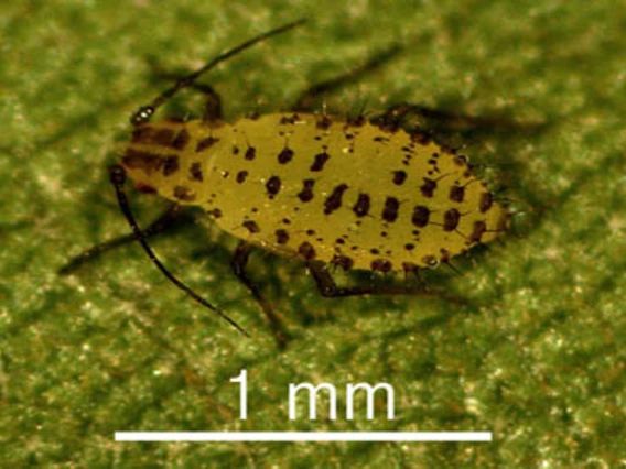 Yellow aphid with black stripes