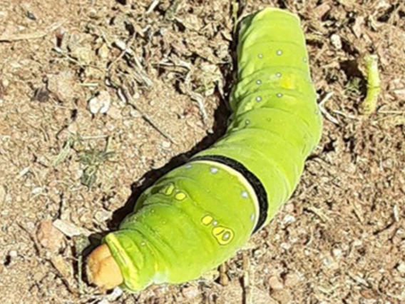 Large lime green caterpillar with black band