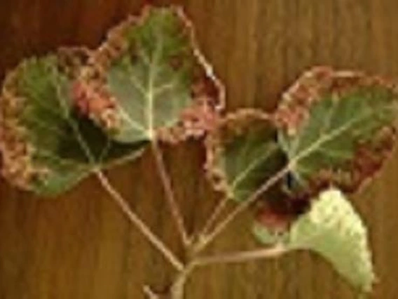 Leaves with brown edges