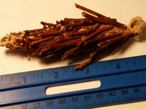 5 inch mass of twigs in a cylinder shape, points at both ends