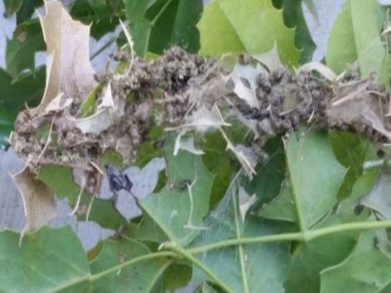 Worms on leaves