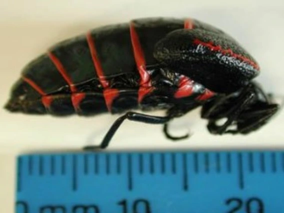 Black beetle with red stripes