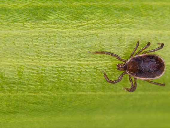 brown dog tick on leaf