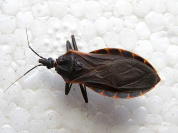 Black bug with pointed nose and red on borders