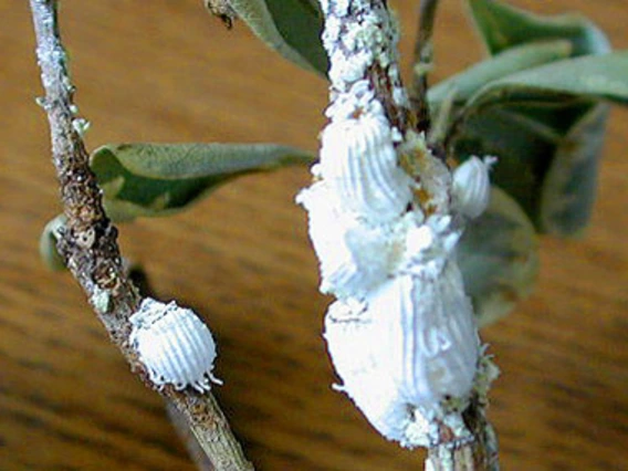 White scale on twig