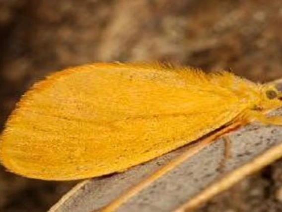 Gold-colored moth