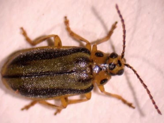 Brown beetle with yellow legs 