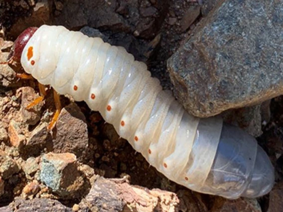 Cream-colored larva