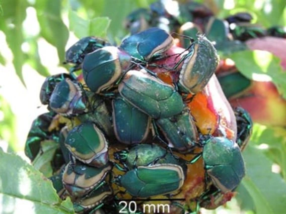 Many green beetles with brown edges on a fruit