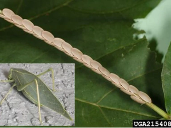 Twig with overlapping scale-like eggs