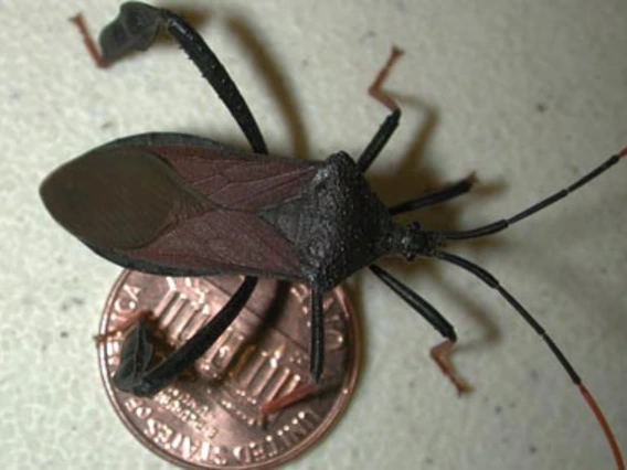 Insect on penny to show size