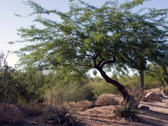 Mesquite Tree