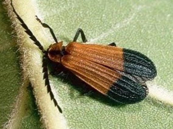 Beetle with orange, black tipped wings