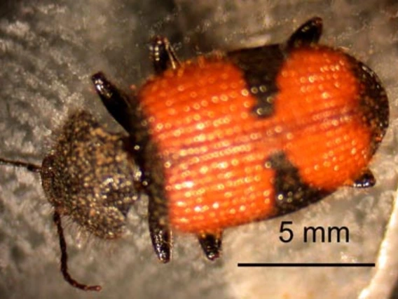 Orange beetle with black edges