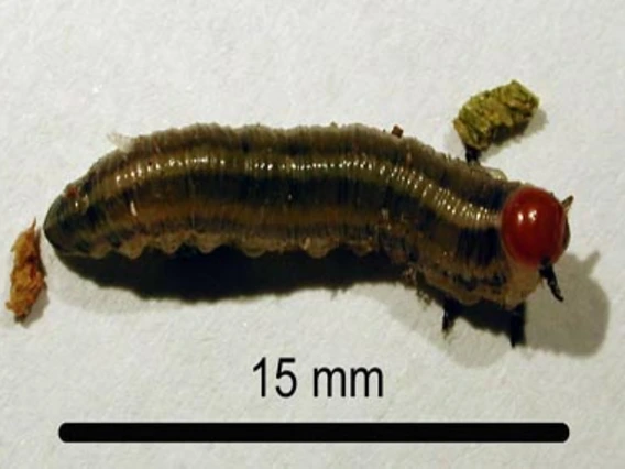 Dark-colored larva with red head