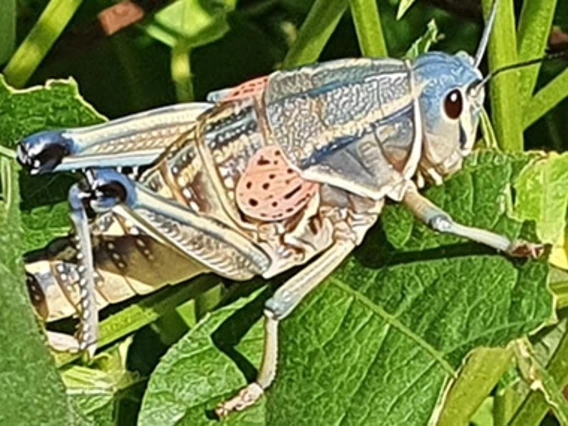 Colorful grasshopper