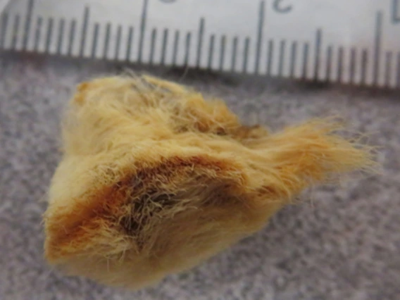 Hairy, yellow, rounded shape