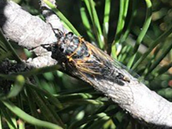 Insect with clear wings on branch