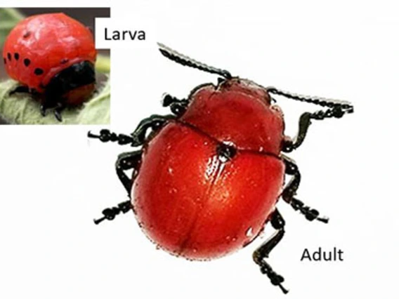 Red beetle with black legs