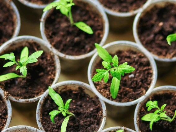 small seedlings in pots