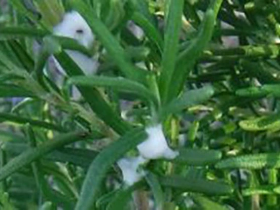 White foam on plant leaves