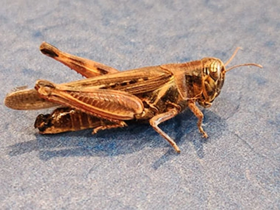 Yellowish-brown colored grasshopper