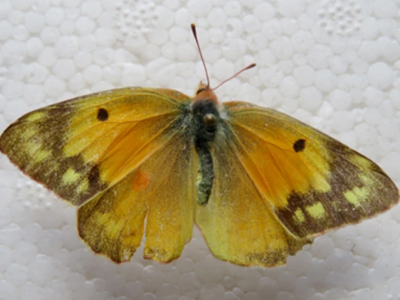 Yellow butterfly, wings with brown edges, one dark spot on each wing