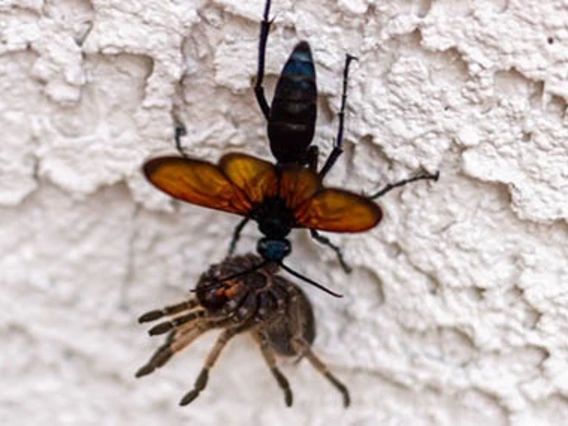 2  insects, one attacking the other 