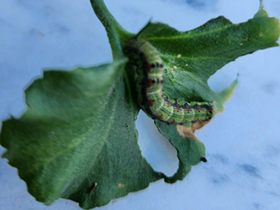 Large worm on leaf